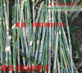 cao国产,历史、文化与现代发展的交融画卷  第3张